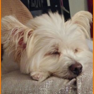 Meet your Posher, Schellie